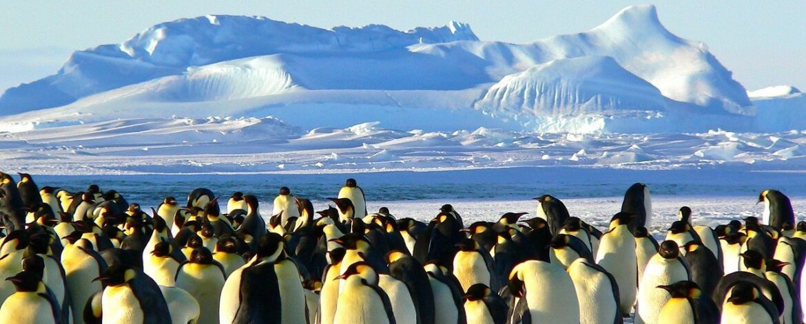 Emperor penguins, Antarctica