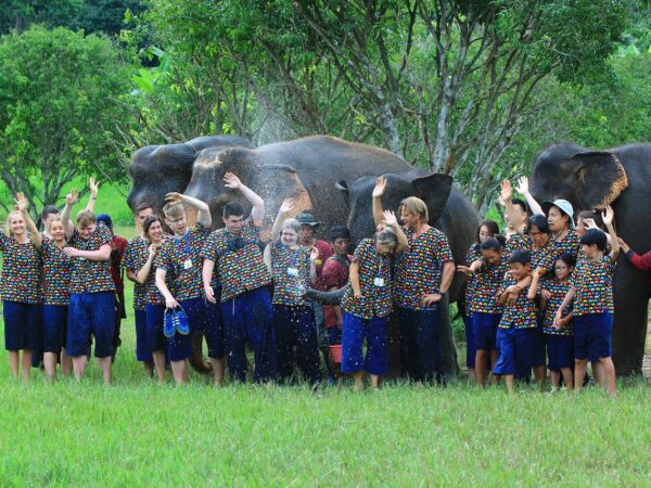 Elephants group