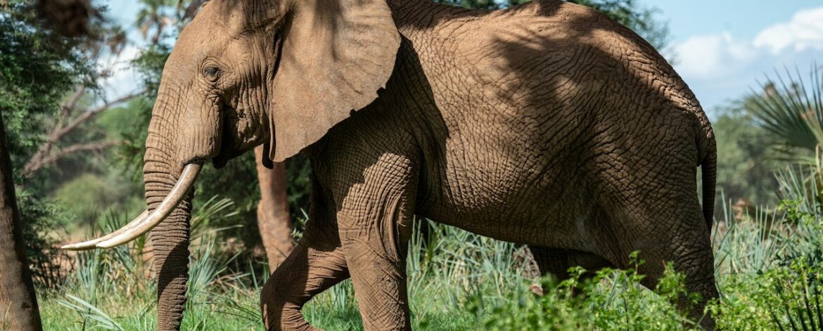 Samburu elephant