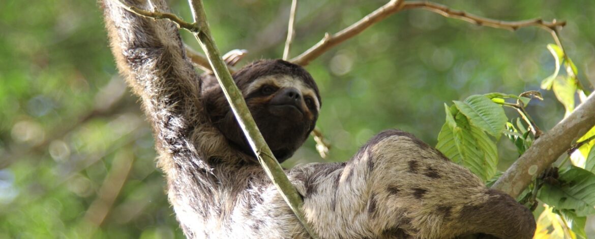 Amazon Rainforest sloth