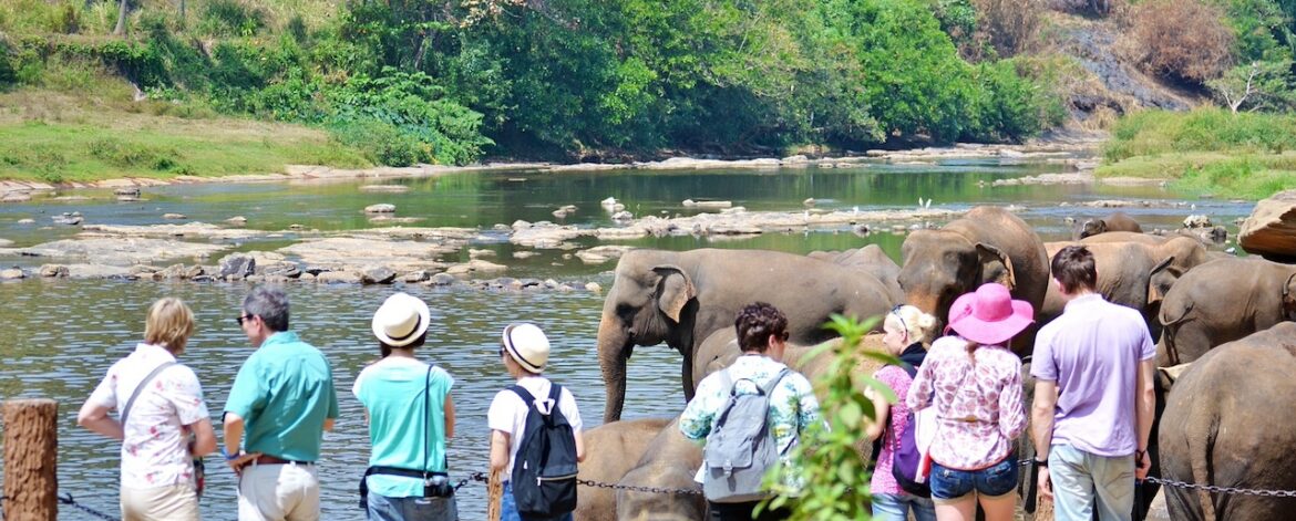 Sri Lanka elephants