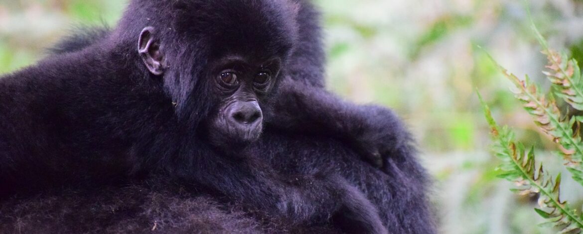 Uganda Mountain Gorilla