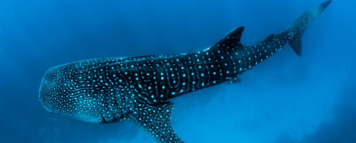 Whale shark